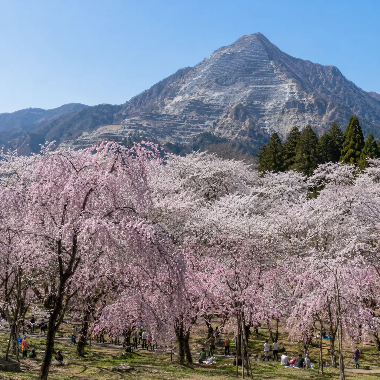 Cherry blossoms and terraced mountain view