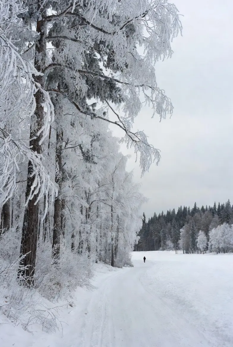 Frosted Tree-Lined Path in Winter